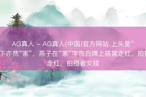 AG真人 - AG真人(中国)官方网站 上头是“家”，底下亦然“家”，燕子在“家”字告白牌上搭窝走红，拍摄者文牍
